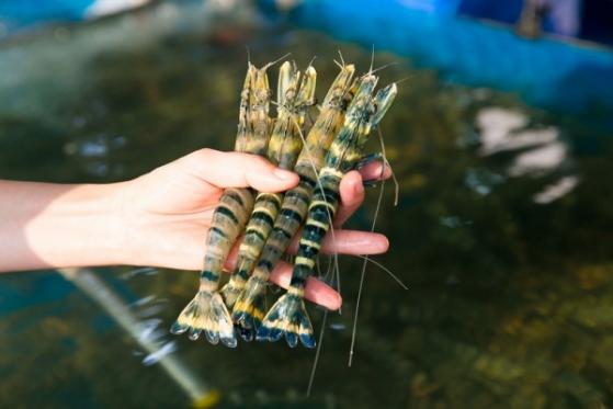 Hạn ngạch và thuế đang “cản đường” xuất khẩu tôm sang Hàn Quốc