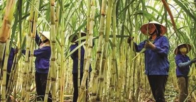 Dự báo ngành mía đường phục hồi trong năm 2023