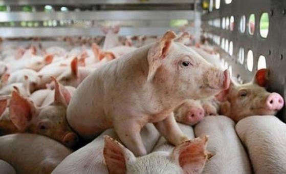 Giá heo hơi hôm nay 24/3: Giao dịch ảm đạm