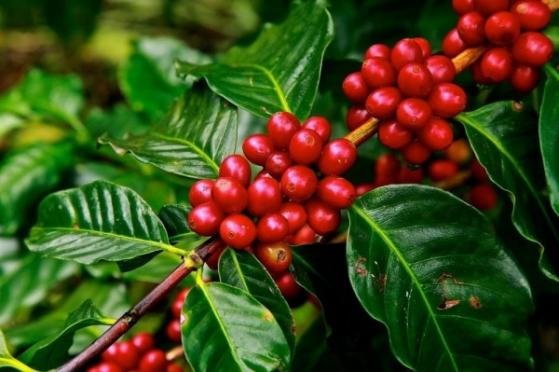 Giá cà phê hôm nay 27/3: Đồng loạt trên 48.000 đồng/kg