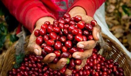 Giá cà phê hôm nay 5/4: Tăng chạm mốc 49.000 đồng/kg
