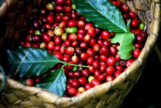Giá cà phê hôm nay 4/4: Quanh mức 48.600 đồng/kg