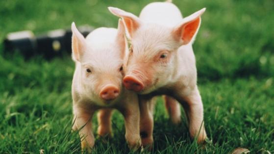 VNDirect: Lợi nhuận “héo hon”, doanh nghiệp chăn nuôi kỳ vọng giá heo hơi cải thiện trong nửa cuối 2023