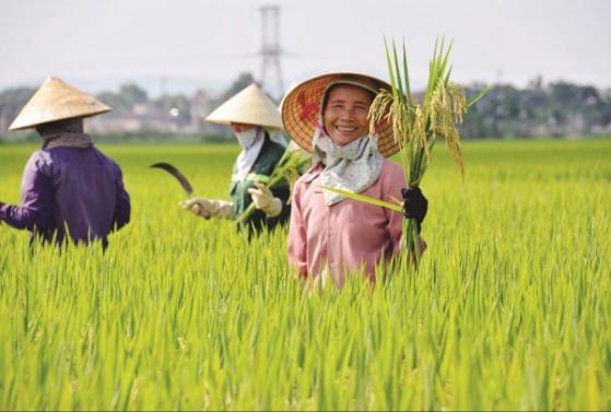 Giá lúa gạo hôm nay 7/4: Gạo xuất khẩu bật tăng 10 USD/tấn