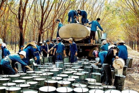 Nguồn cung dồi dào, kim ngạch xuất khẩu cao su giảm mạnh trong quý 1/2023