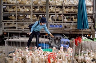 Chăn nuôi nguy cơ phá sản hàng loạt, hiệp hội kiến nghị loạt giải pháp cấp bách