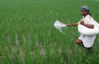 Cổ phiếu phân bón “chạm nóc”, giá phân bón được dự báo tiếp tục tăng