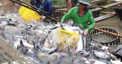 Cá tra, tôm “nín thở” chờ giá lên