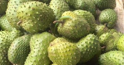 Giá mãng cầu xiêm tăng nóng nhờ… trà mãng cầu